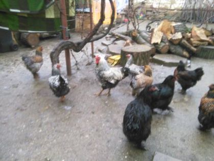 Costi ianuarie 2015 1106