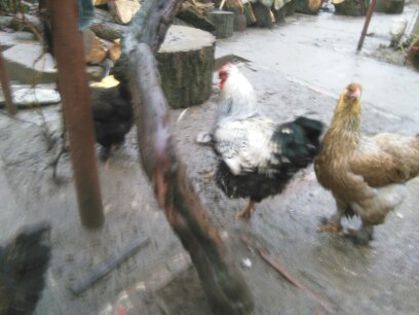 Costi ianuarie 2015 1107