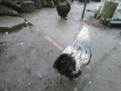 Costi ianuarie 2015 1118