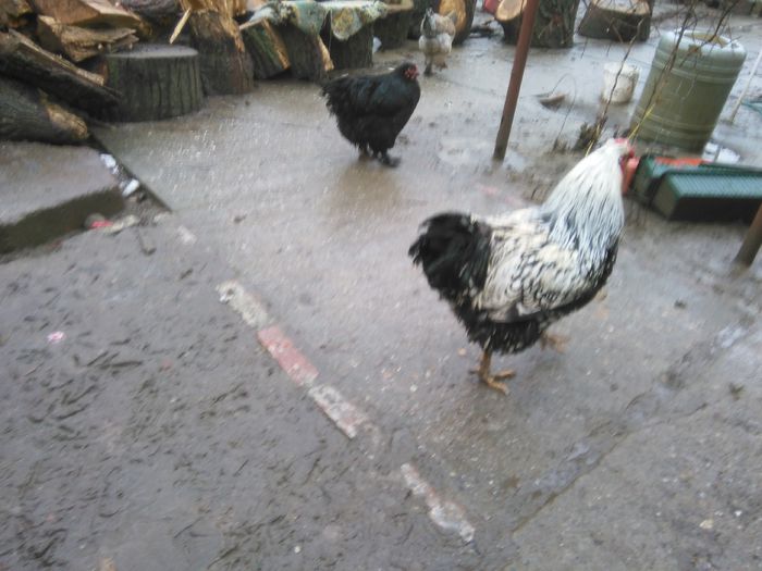 Costi ianuarie 2015 1119