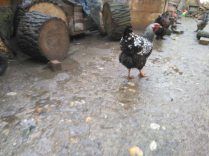 Costi ianuarie 2015 1121