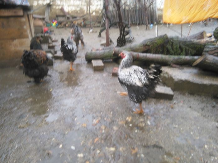 Costi ianuarie 2015 1123