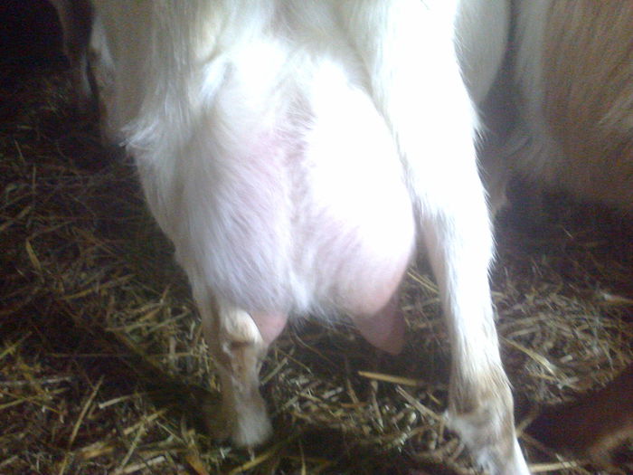 Fotografie0404; Capra de f1 la a doua fatare
