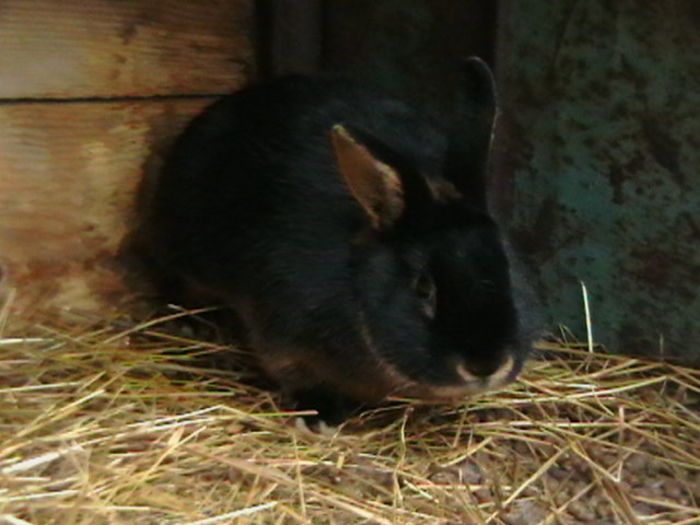 IMGA0038 - A-IEPURI TINERET LOH NEGRU