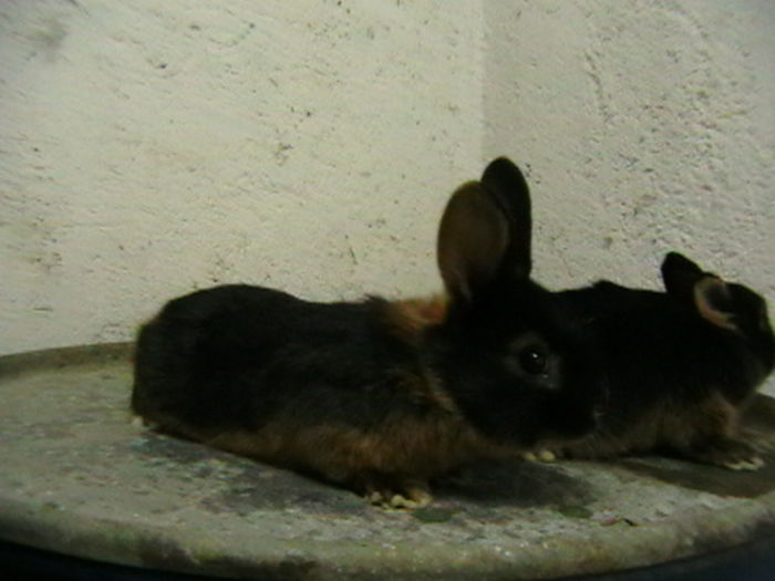 IMGA0051 - A-IEPURI TINERET LOH NEGRU