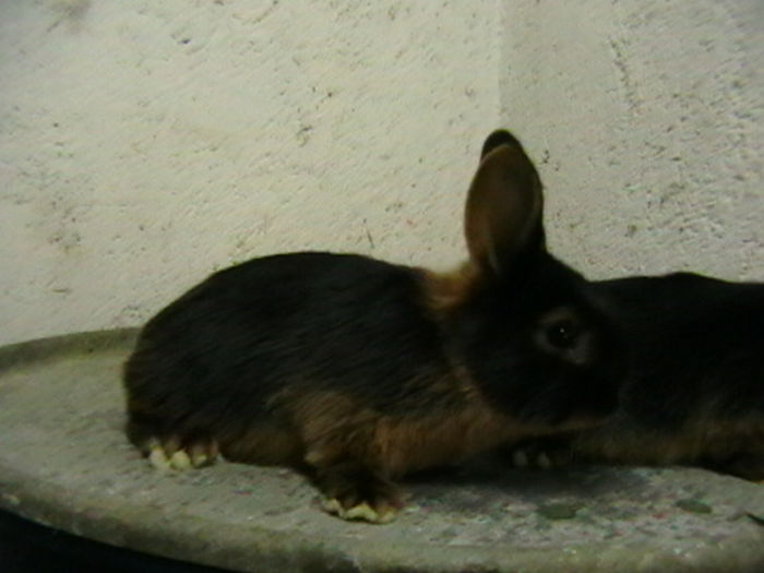 IMGA0055 - A-IEPURI TINERET LOH NEGRU
