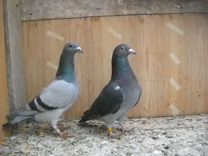 VINDUTI
