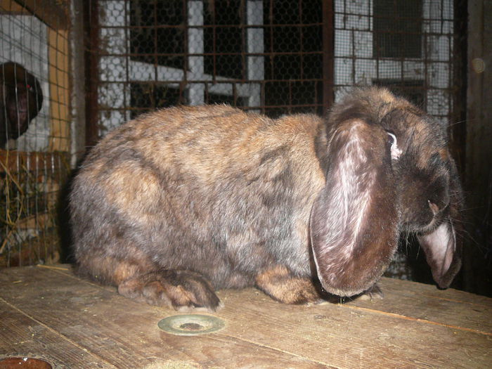 Femela culoarea : Thuringer_B (2015) - arhiva matca-berbeci