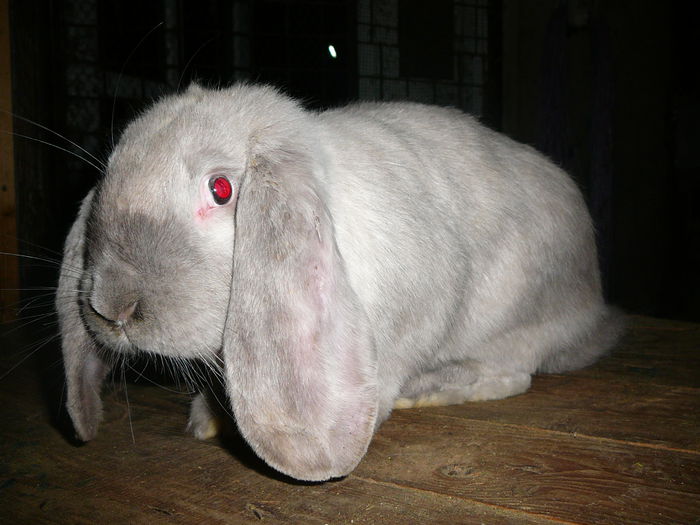 Femela culoarea : Sallander_B (2015) - arhiva matca-berbeci