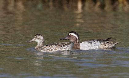 anas querquedula-GARGANEY