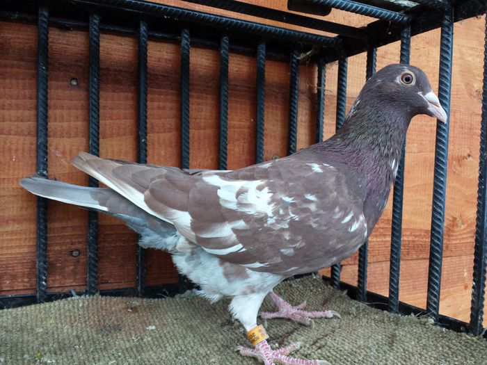 20150123_151039 - E-Amintiri