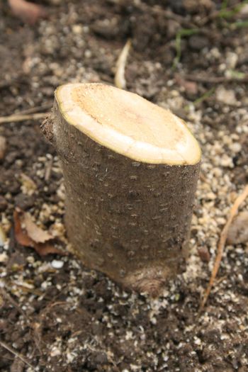 Cep Paulownia; Cep la nivelul pamantului
