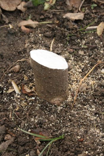 Cep Paulownia; Cep la nivelul pamantului, sigilat
