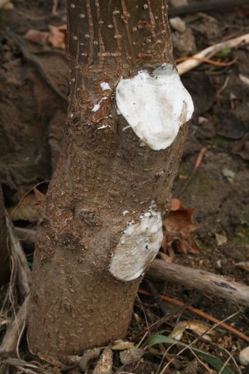 Taieri la inel Paulownia; Taierea si bandajarea ranilor la taierea unor ramuri de pe trunchiul de Paulownia
