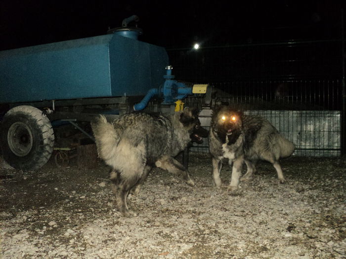 DSC08453 - TASHA si IGOR CIOBANESC CAUCAZIAN