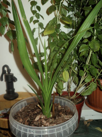 anddrreea; Orhidee cymbidium
