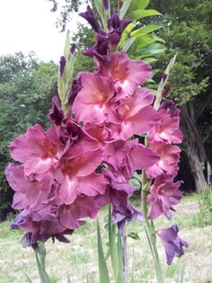 20130720_191944 - Colectie gladiole si altele 2013