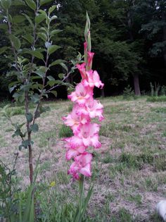 20130720_192012 - Colectie gladiole si altele 2013