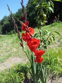 20130724_115335 - Colectie gladiole si altele 2013