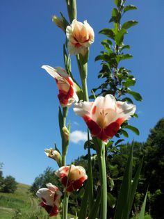 20130724_115511 - Colectie gladiole si altele 2013