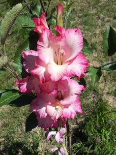 20130724_115612 - Colectie gladiole si altele 2013