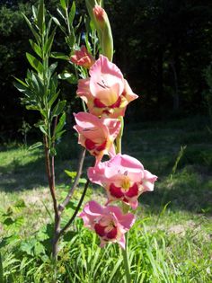20130724_120035 - Colectie gladiole si altele 2013