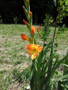 20130726_125608 - Colectie gladiole si altele 2013