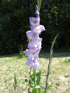 20130726_125621 - Colectie gladiole si altele 2013