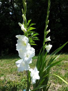 20130726_125822 - Colectie gladiole si altele 2013