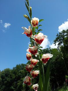 20130726_125842 - Colectie gladiole si altele 2013