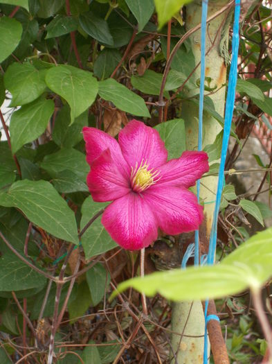 DSCN0617 - clematite 2014