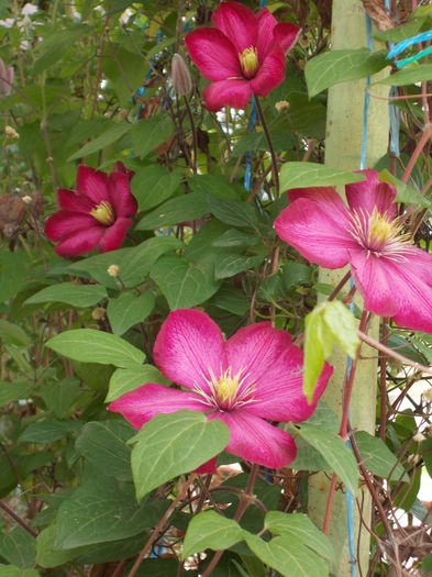 DSCN0620 - clematite 2014