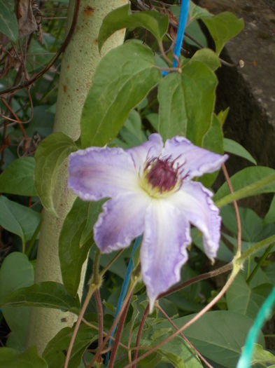 DSCN0621 - clematite 2014