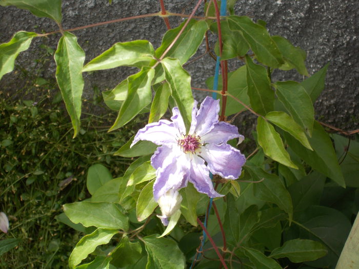 DSCN0626 - clematite 2014