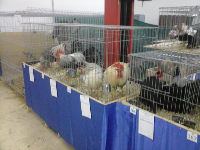 20150123_190418 - EXPOZITIA 2015 ZALAU