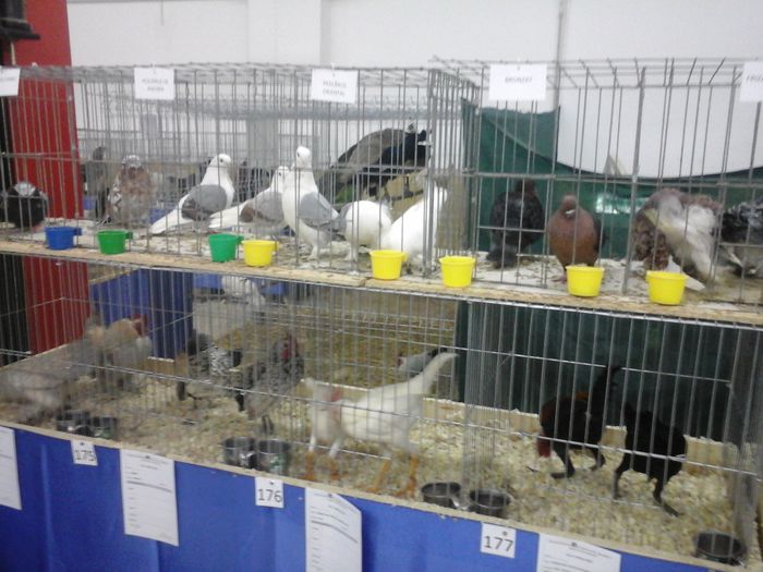 20150123_190432 - EXPOZITIA 2015 ZALAU