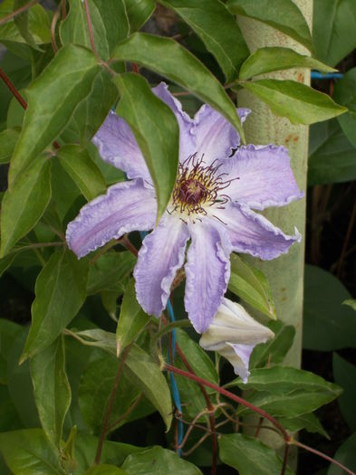 DSCN0630 - clematite 2014