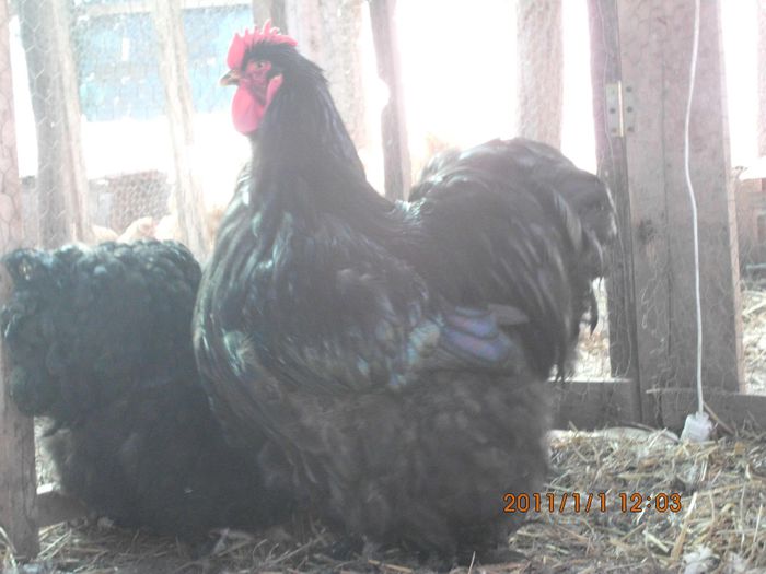 10865886_1593472464219886_8977666336169418844_o