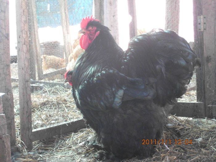 10927845_1593472490886550_6118268942957508789_o