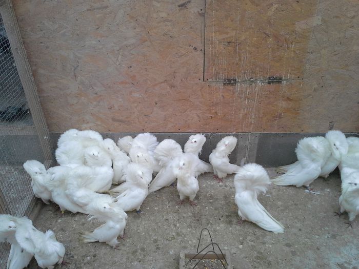 gulerati albi 18 ian15 012