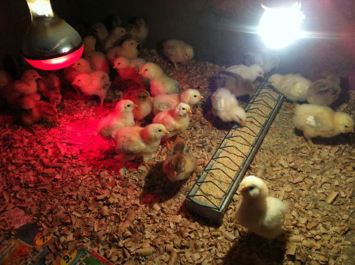 10947559_851492504894733_1107711551_n