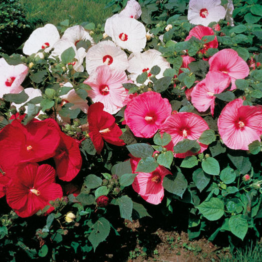 Hibiscus moscheutos