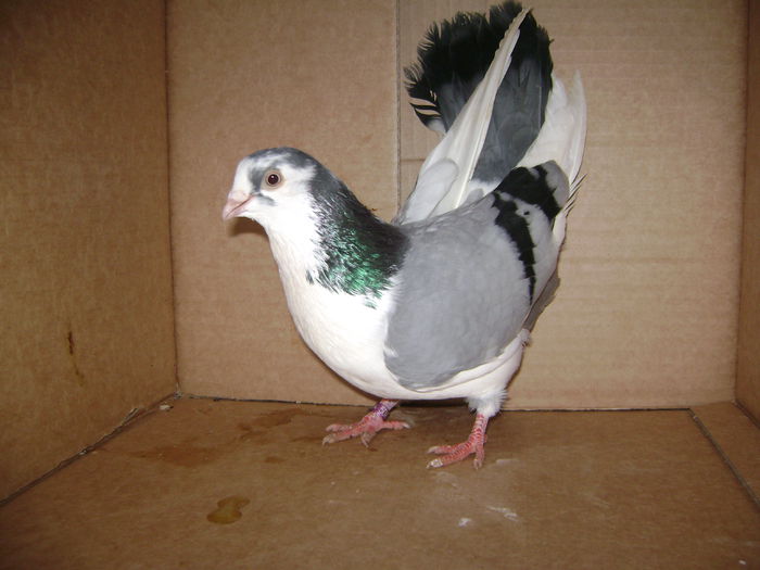 mascul 1