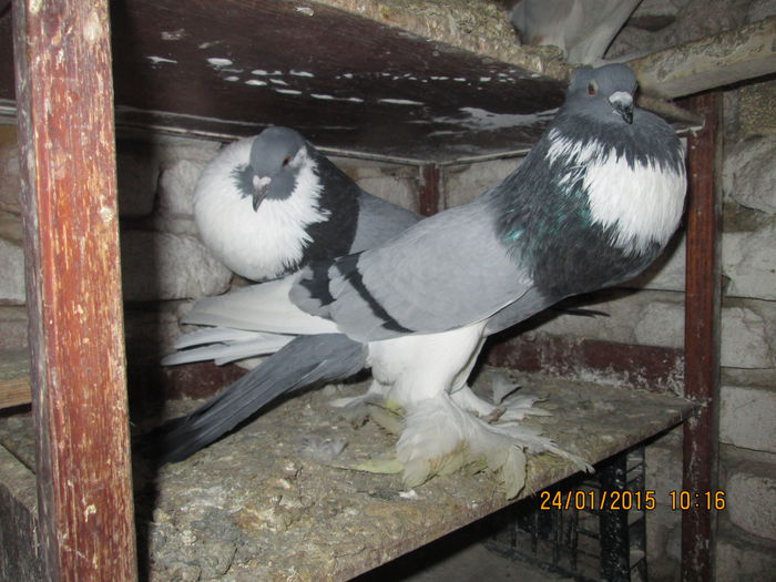 Picture 043