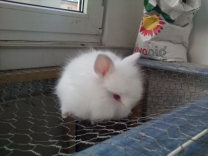 poze iepurasi cap de leu 001