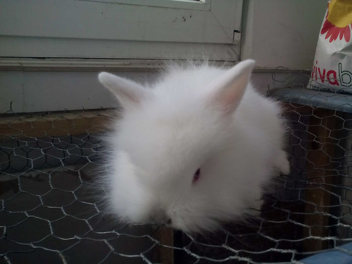 poze iepurasi cap de leu 003