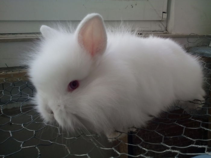 poze iepurasi cap de leu 005