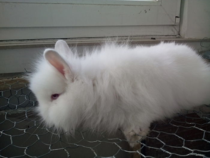 poze iepurasi cap de leu 006