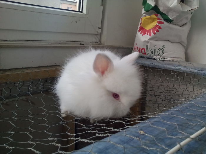 poze iepurasi cap de leu 007