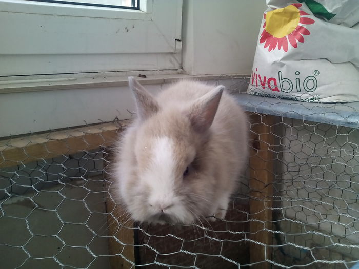 poze iepurasi cap de leu 008